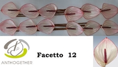 Anthurium Facetto 13cm Hd