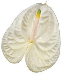 Anthurium Moments 9cm Hd