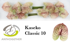 Anthurium Kaseko Classic 15cm Hd