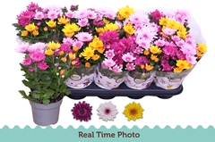 Chrysanth Mount Aubisque Mix 12Ø 27cm