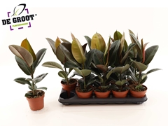 Ficus Robusta 12Ø 45cm