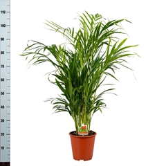 Dypsis Lutescens 19Ø 100cm