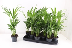 Dypsis Lutescens 10Ø 45cm