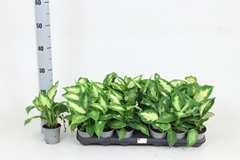 Dieffenbachia Camilla 8Ø 25cm