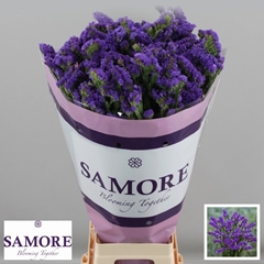 Limonium Sinuatum Acqua Sun Birds 70cm 85gr.