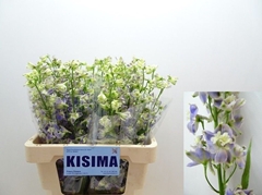 Delphinium Single Trick Lavendel 60cm