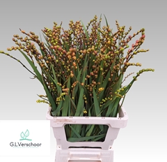 Crocosmia With Berry Of Fire King 75cm