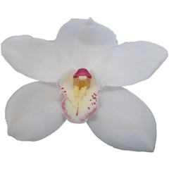 Cymbidium Antonella 50cm