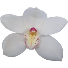 Cymbidium Antonella 60cm