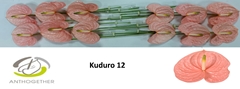 Anthurium Kuduro 13cm Hd