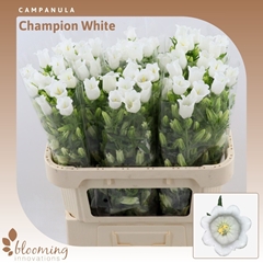Campanula Champion White 70cm