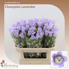 Campanula Champion Lavender 70cm
