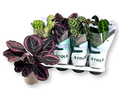 Calathea Mixed 5 Varietys 14Ø 45cm