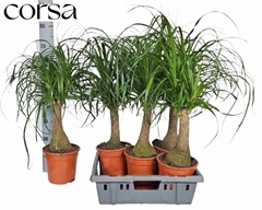 Beaucarnea Recurvata 19Ø 80cm