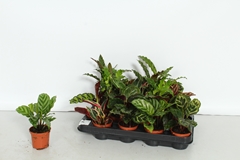 Calathea Mix 7Ø 15cm