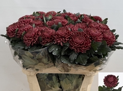 Chrysanth Single Bigoudi Red 80cm 115gr.