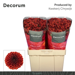 Chrysanth Spray Santini Aaa Securtiy 55cm 56gr.