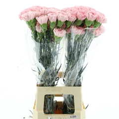 Dianthus Single Julia 70cm