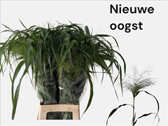 Panicum Fontaine 80cm