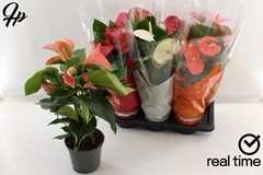 Anthurium Mix 4 Colours 17Ø 60cm