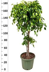 Ficus Benjamina Danielle 44Ø 175cm