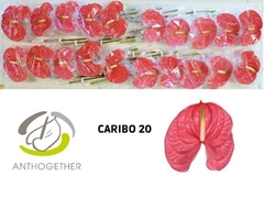 Anthurium Caribo 9cm Hd