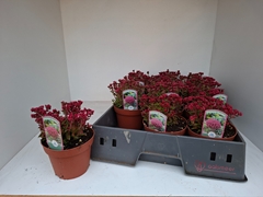 Crassula Schmidtii 12Ø 15cm