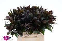 Dracaena Fragrans Compacta 42cm