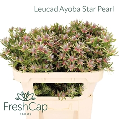 Leucadendron Ayoba Star Pearl 70cm