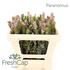 Paranomus Reflexus 50cm