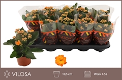 Kalanchoe Double Perfecta Orange 10Ø 22cm