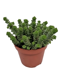 Crassula Marnieriana 11Ø 15cm