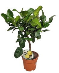 Citrus Hystrix 15Ø 50cm