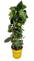 Citrus Meyer 19Ø 70cm