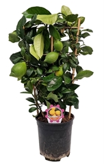 Citrus Limon 19Ø 65cm