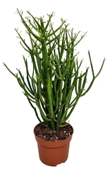 Euphorbia Tirucalli 12Ø 40cm