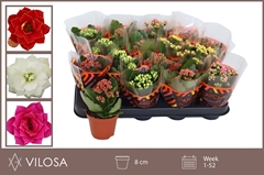 Kalanchoe Double Mix 8Ø 15cm