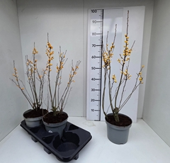Ilex Verticillata 19Ø 70cm