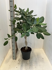 Ficus Benghalensis Audrey 30Ø 125cm