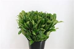 Prunus Laurocerasus Leaf 55cm