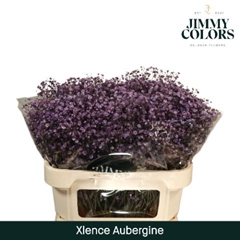 Gypsophila Painted Xlence Aubergine 70cm 20gr.