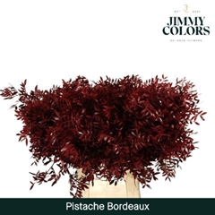 Pistacia Painted Bordeaux 40cm