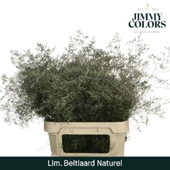 Limonium Painted Beltaard Natural 90cm 50gr.
