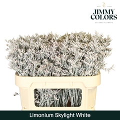 Limonium Painted Skylight White 70cm 25gr.