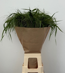 Panicum Fontaine 80cm
