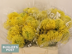 Leucospermum High Gold 30cm