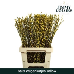 Salix Snow Flake Painted Yellow 70cm
