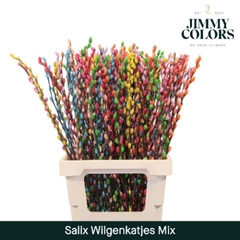 Salix Snow Flake Painted Rainbow 70cm