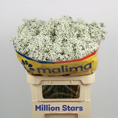 Gypsophila Paniculata Million Stars 75cm 40gr.