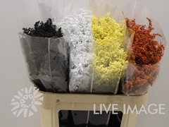 Solidago Painted Blue 70cm